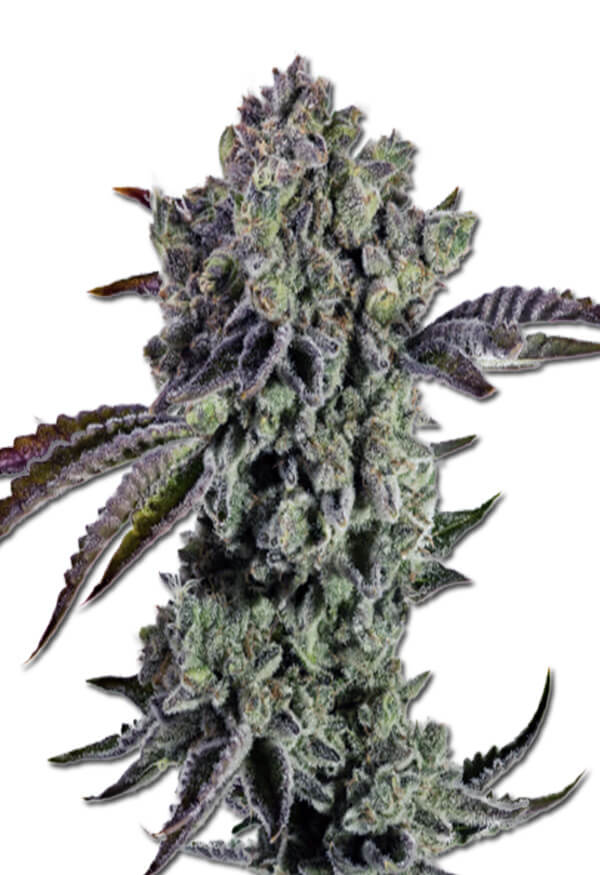 animal-mint-autoflower-image