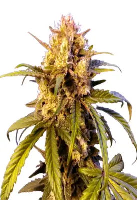 Blue Amnesia Autoflower