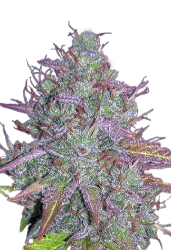 blue-mystic-autoflower-image