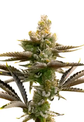 Cream Candy Autoflower