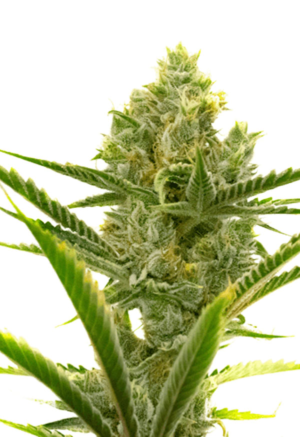 Critical + 2.0 Autoflower