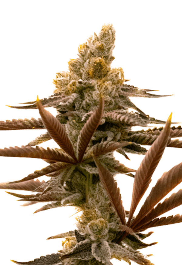 critical-fast-bud-autoflower-image