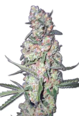 Galaxy Autoflower