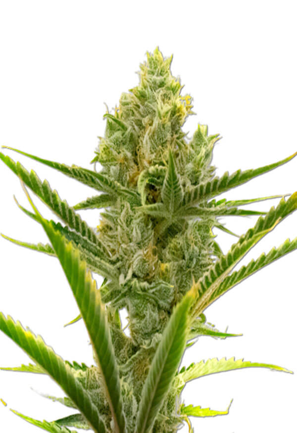 gelato-autoflower-image