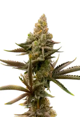 Gorilla Glue #4 Autoflower