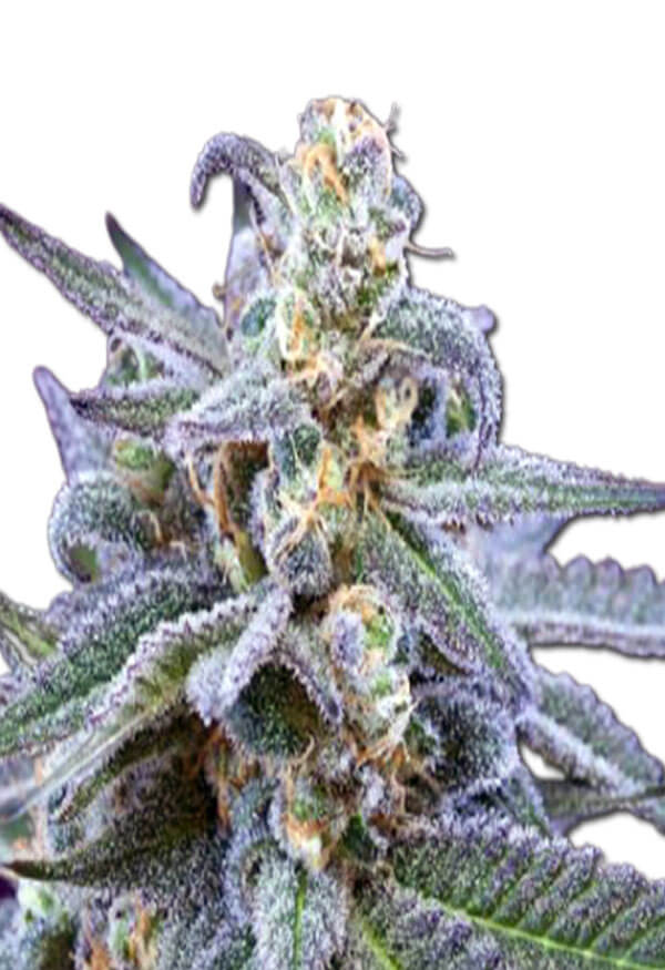 killer-blue-autoflower-marijuana-strain-image