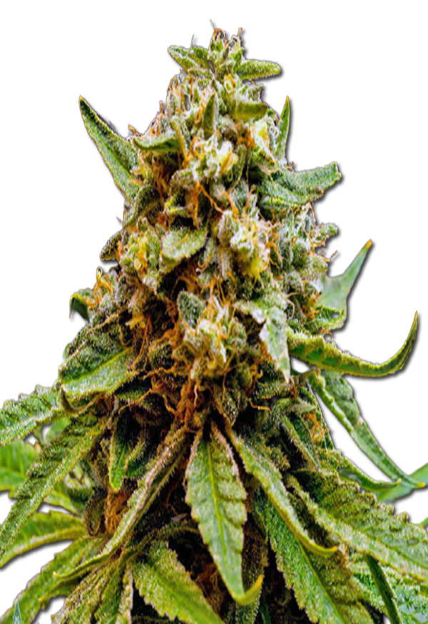 killer-lemonade-auto-(fast)-image