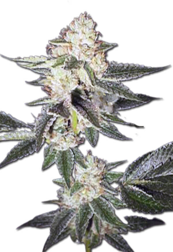 king-louis-xiii-autoflower-image