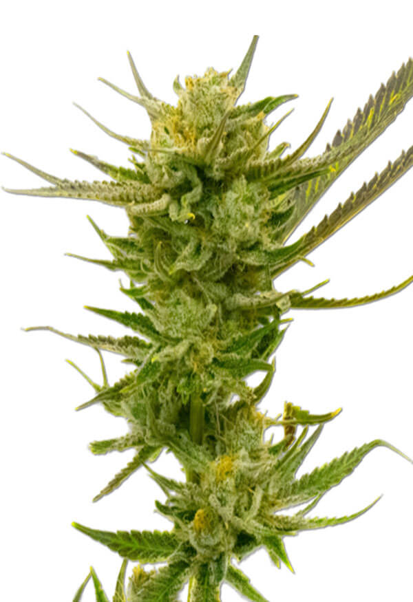 lemon-autoflower-image