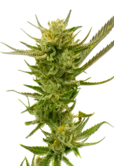 Lemon Autoflower – Rocket Seeds