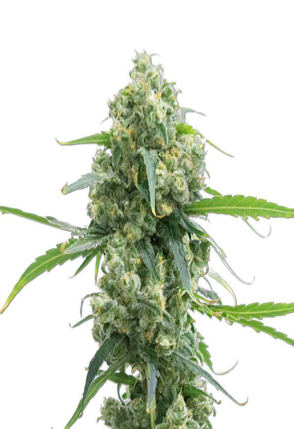 lowryder-autoflower-marijuna-seeds-image