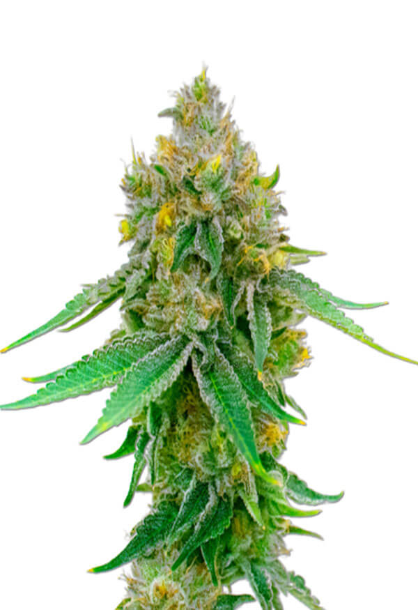 maxigom-autoflower-image