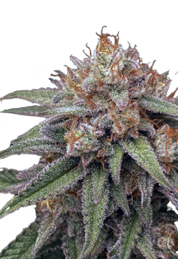 mint-cookies-autoflower-image