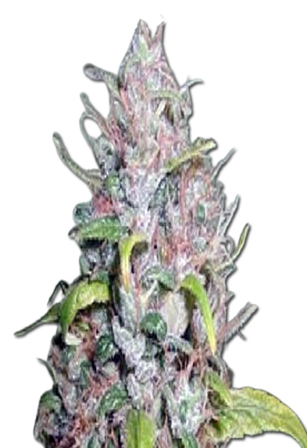 outer-space-autoflower-image