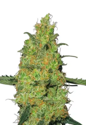 Pineapple Autoflower