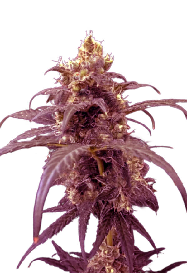 purple-martian-kush-autoflower-image