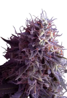 Runtz Autoflower