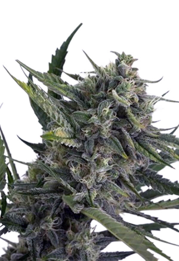 sweet-kush-autoflower-image