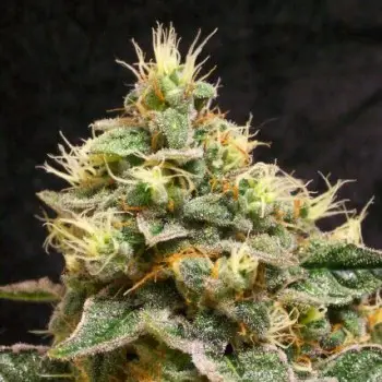 Sweet Cheese