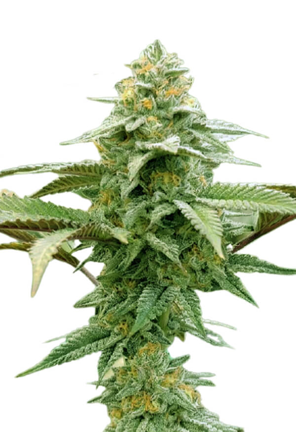 white-runtz-autoflower-image