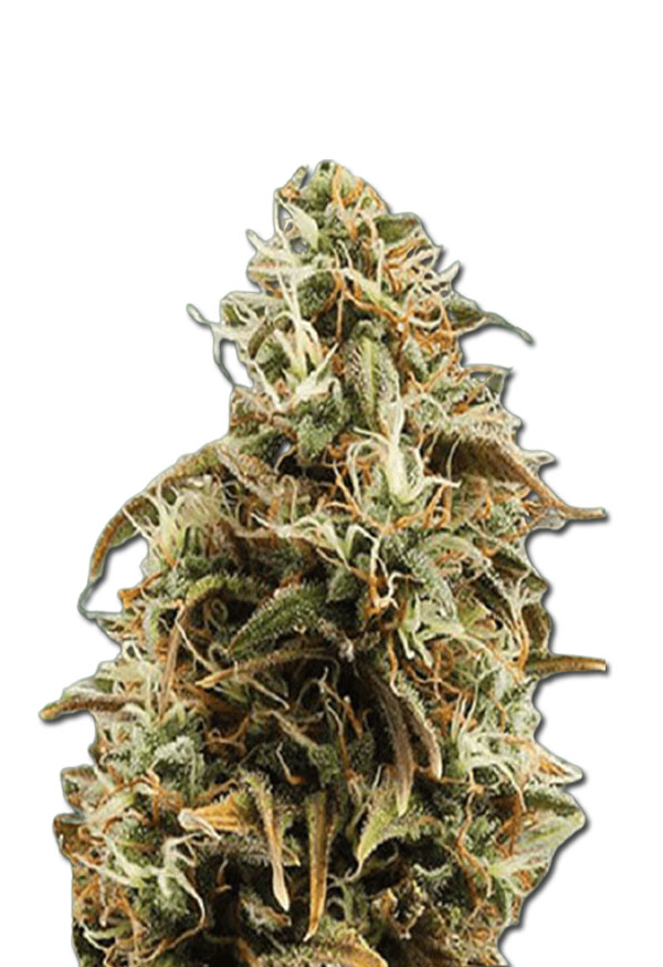 chocolope-candy-regular-image