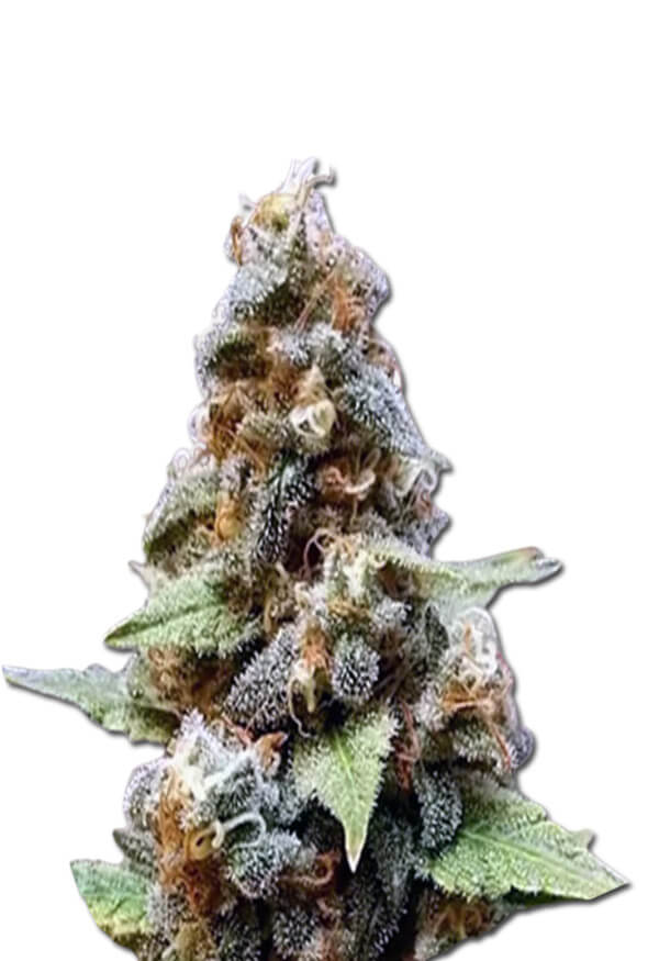 gorilla-lemon-fire-regular-image