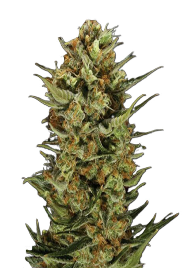 jelly-bean-regular-image