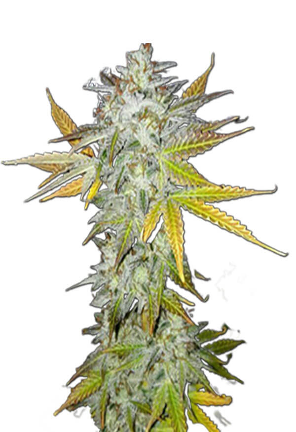 lemon-pie-regular-image