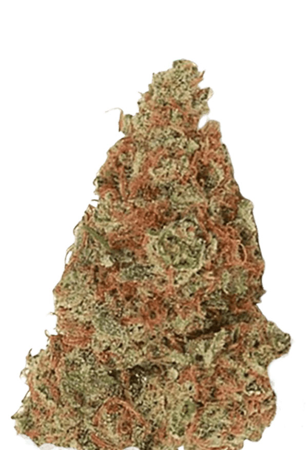 mochalope-regular-seeds-image