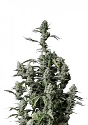 Gorilla Z Auto