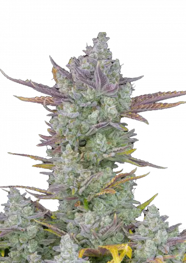 gorilla-cookies-auto-image
