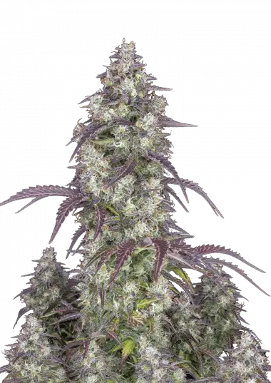 lemon-pie-auto-image