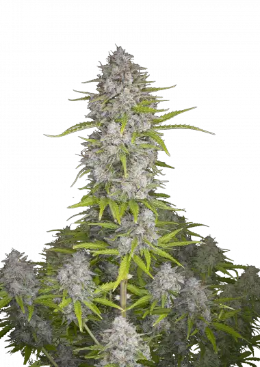 orange-sherbet-auto-image