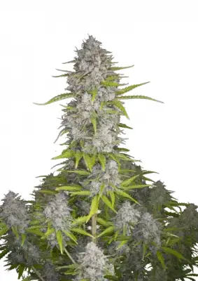 Orange Sherbet Auto