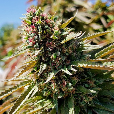 balochistan-kanak-pink-stigma-standard-image