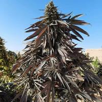 Balochistan Mastung King’s Bud Standard
