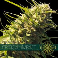 Critical Impact