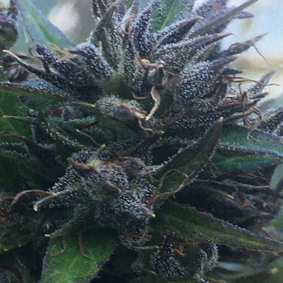 hokkaido-japan-hemp-standard-image