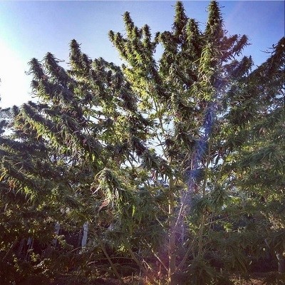 kalimpong-standard-image