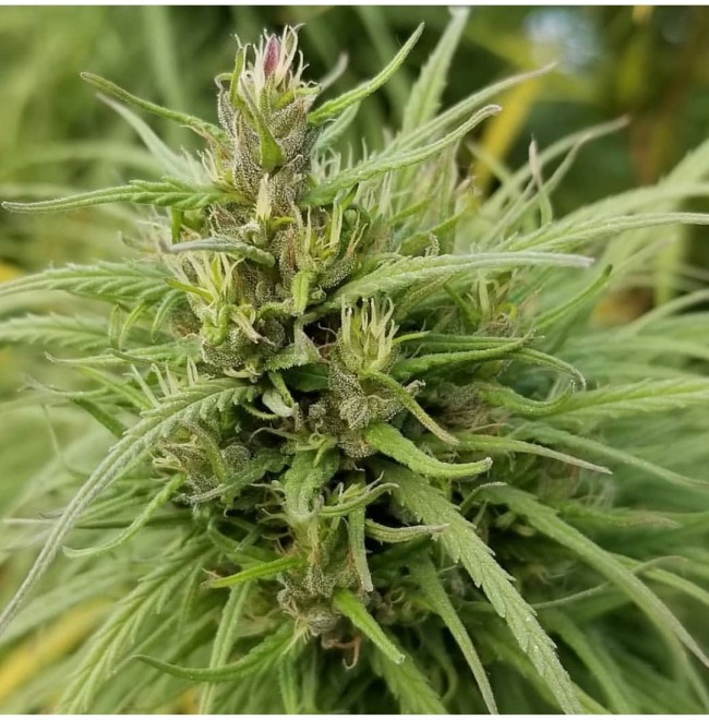 kashmir-baramulla-valley-image