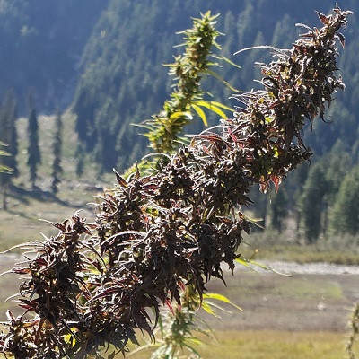 red-kumrat-standard-image