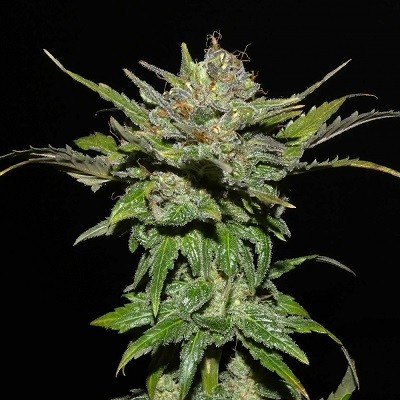 sheberghan-standard-image