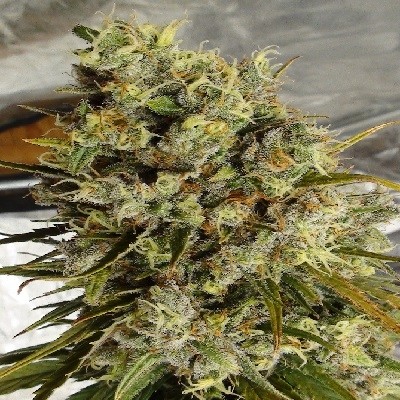 c5-haze-x-kali-china-feminized-image