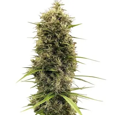 Golden Tiger Thai Dominant 3rd version Feminized