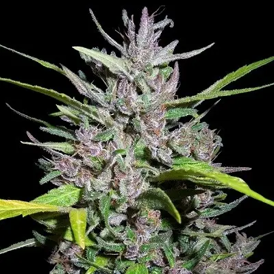 Honduras x Panama Feminized
