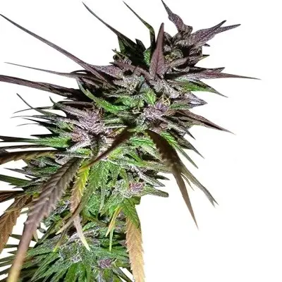 Purple Pakistani Haze Feminized