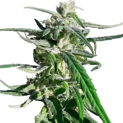 Thai A5 Haze Feminized