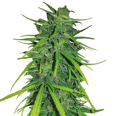 thai-x-panama-feminized-image