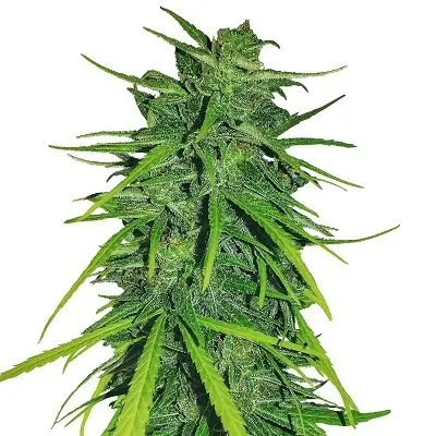 Thai x Panama Feminized