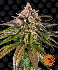 Kush Mintz